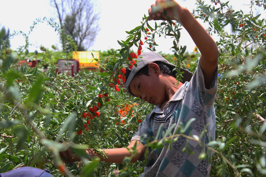 马鑫——她们的幸运果